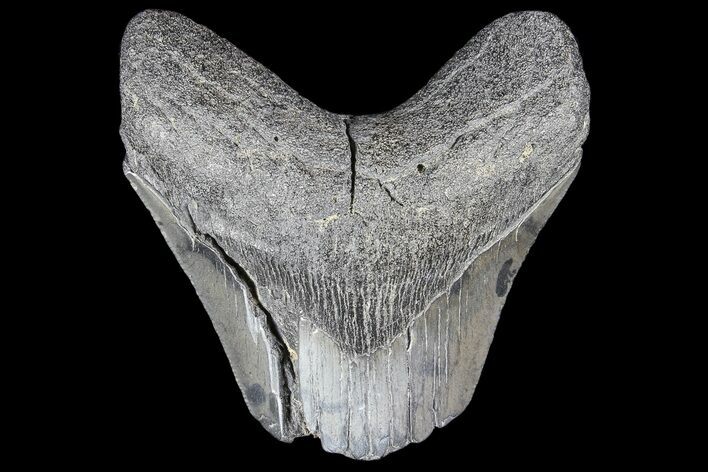 Partial, Fossil Megalodon Tooth #89416